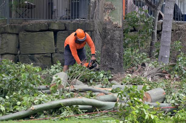 Best Tree Removal Near Me  in Texarkana, TX